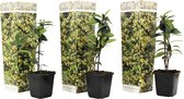 Plant in a Box - Toscaanse Jasmijn - Set van 3 - Gele sterjasmijn tuinplanten - Pot 9cm - Hoogte 25-40cm