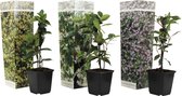 Plant in a Box - Mix van 3 Jasmijn klimplanten - Trachelospernum jasminoïdes tuinplanten - Pot 9cm - Hoogte 25-40cm