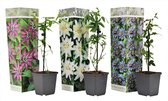 Plant in a Box - Mix van 3 Passiflora - Passievrucht - Klimplant - Pot 9cm - Hoogte 25-40cm