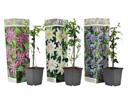 Plant in a Box - Mix van 3 Passiflora - Passievrucht - Klimplant - Pot 9cm - Hoogte 25-40cm