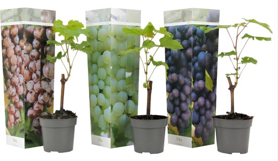 Drie kleine druivenplanten in pot met op de achtergrond verpakkingen met druiven.