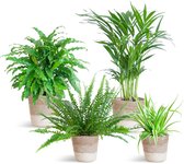 Een Set van 4 Kamerplanten, Diervriendelijk, Kamerplanten, Groene Planten, Planten met Pot,Diervriendelijke plantenset