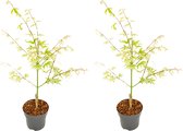 Bloomique - Set van 2 - Acer Palmatum 'Ukigumo' - Japanse Esdoorn - Tuinplanten - Winterhard - ⌀13 cm - 30-35 cm