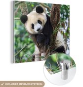 MuchoWow® Glasschilderij 20x20 cm - Schilderij acrylglas - Panda - Dieren - Jungle - Natuur - Foto op glas - Schilderijen