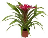 Goed & Groen - Guzmania Deseo Pink single - ↨ 40cm - Potmaat 12 - Exclusieve Kwaliteit Planten - Kamer Plant - Kamerplanten - Sfeer - Interieur
