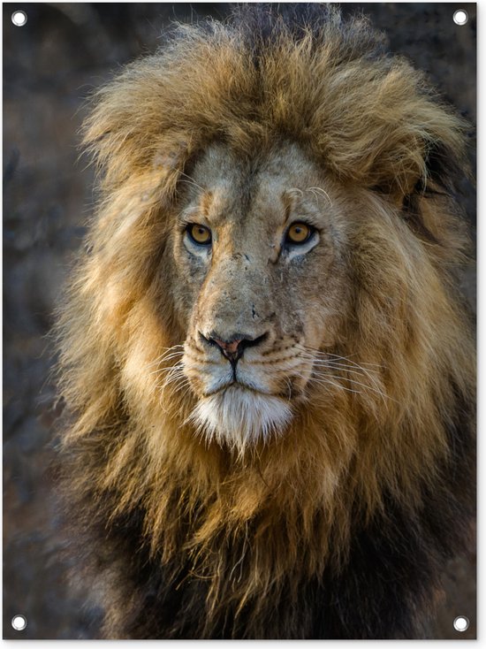 Tuinschilderij Leeuw - Portret - Wild - 60x80 cm - Tuinposter - Tuindoek - Buitenposter