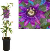 Plantenboetiek.nl | Passiflora Beervelde - Passiebloem paars - Ø17cm - 75cm hoog - Tuinplant
