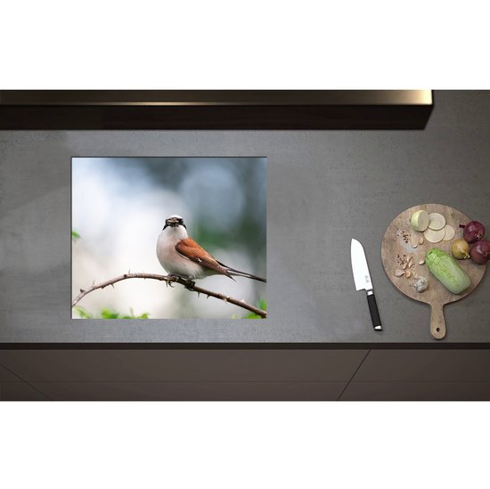 Foto: Inductieplaat beschermer aankijkende grauwe klauwier vogel op tak 60x50 cm 2 mm dik inductie beschermer bescherming inductiekookplaat kookplaat beschermer van zwart vinyl