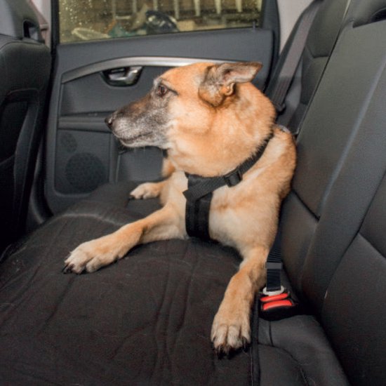 VEILIGHEIDSHARNAS HOND AUTO L van Merkloos — afbeelding 4