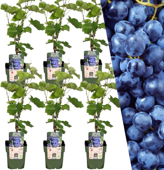 Plants by Frank | 6 Bosbessenplanten | 100% Biologische fruitplanten | Bosbessen | Tuinplanten | Winterharde Planten voor de Tuin