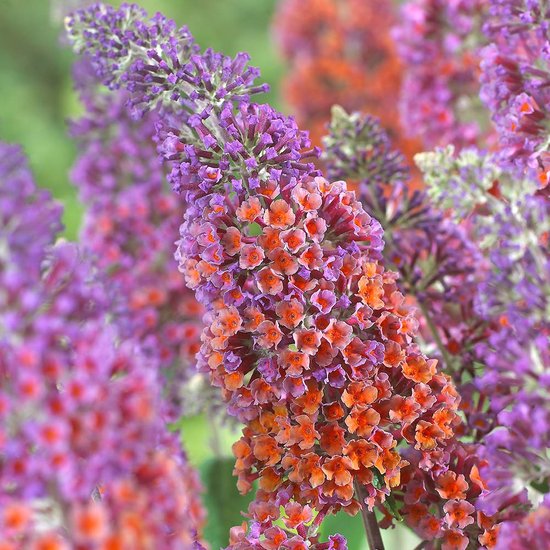 12 x Buddleja weyeriana 'Flower Power' - Arbre aux papillons Couleur de la fleur Rouge|Rose|Violet en pot C3 avec hauteur 20-40cm