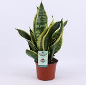 Kamerplant van Botanicly – Vrouwentongen – Hoogte: 30 cm – Sansevieria trifasciata Futura Superba