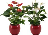 Bloemen van Botanicly – 2 × Flamingoplant – Hoogte: 36 cm – Anthurium