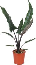 Kamerplant van Botanicly – Olifantsoor – Hoogte: 70 cm – Alocasia Lauterbachiana
