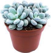 Pachyphytum oviferum  Ø15cm  Suikeramandel  Maansteen