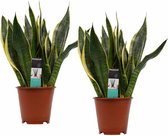 Duo Sansevieria Superba ↨ 40cm - 2 stuks - hoge kwaliteit planten