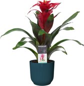 Decorum Guzmania Optima in ELHO ® Vibes Fold Rond (diepblauw) ↨ 40cm - planten - binnenplanten - buitenplanten - tuinplanten - potplanten - hangplanten - plantenbak - bomen - plant