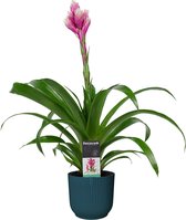 Decorum Guzmania Candy in ELHO ® Vibes Fold Rond (diepblauw) ↨ 60cm - planten - binnenplanten - buitenplanten - tuinplanten - potplanten - hangplanten - plantenbak - bomen - plante