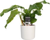 Calathea Network met Elho B.for soft white ↨ 45cm - hoge kwaliteit planten