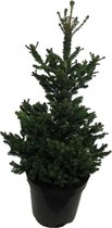 Kerstboom Picea abies Will's Zwerg ↨ 110cm - hoge kwaliteit planten
