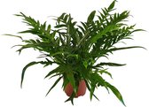 Aglaomorpha Jim ↨ 55cm - planten - binnenplanten - buitenplanten - tuinplanten - potplanten - hangplanten - plantenbak - bomen - plantenspuit