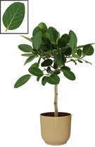 Ficus Ficus Benghalensis ‘Audrey’  in ELHO Vibes Fold Rond sierpot  (botergeel) ↨ 90cm - planten - binnenplanten - buitenplanten - tuinplanten - potplanten - hangplanten - plantenb