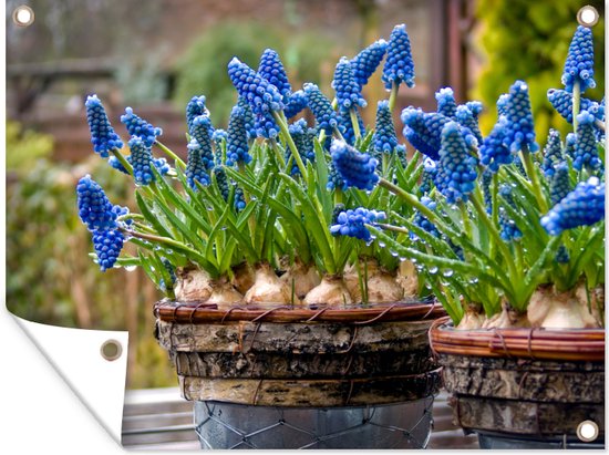 Tuin decoratie Twee potten met muscari bloemen - 40x30 cm - Tuindoek - Buitenposter