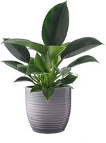 FloriaFor - Philodendron 'Green Princess' In Bergamo Keramiek (grijs) - - ↨ 25cm - ⌀ 13cm