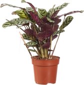 FloriaFor - Ctenanthe Burle Marxii - - ↨ 30cm - ⌀ 12cm