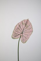 Kunstblad - Caladium - topkwaliteit decoratie - 2 stuks - zijden blad - Roze - 66 cm hoog