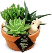 FloriaFor - Terracotta Schaal Met Vetplanten - - ↨ 16cm - ⌀ 17cm