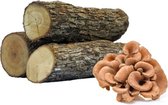 Maitake stammetje - kweek zelf paddenstoelen - Ø10-15cm X 40 cm
