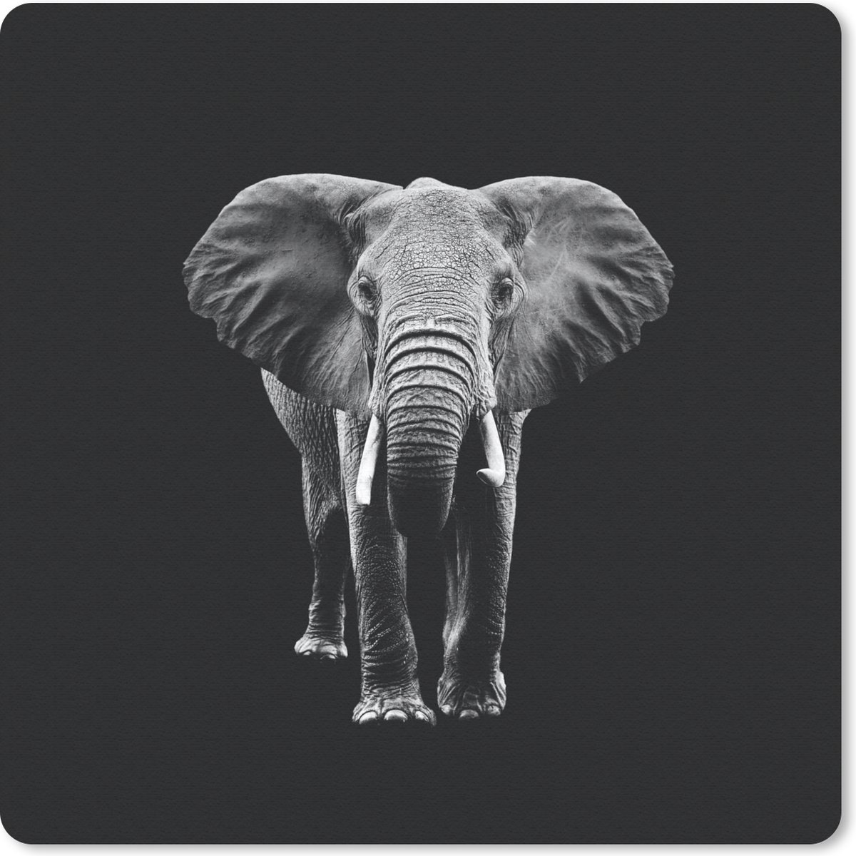 Muismat 20x20 cm - Mousepad Olifant - Tanden - Dieren - Zwart - Wit - Muismatten