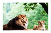 Walljar - Twee Afrikaanse Leeuwen - Dieren poster met lijst