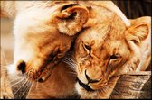 Walljar - Knuffelende Leeuwen - Dieren poster