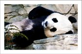 Walljar - Panda Laying Down - Dieren poster
