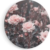Artaza Dibond Muurcirkel Roze Rozen Bloemen  - Ø 80 cm - Groot - Wandcirkel - Rond Schilderij - Voor Binnen en Buiten