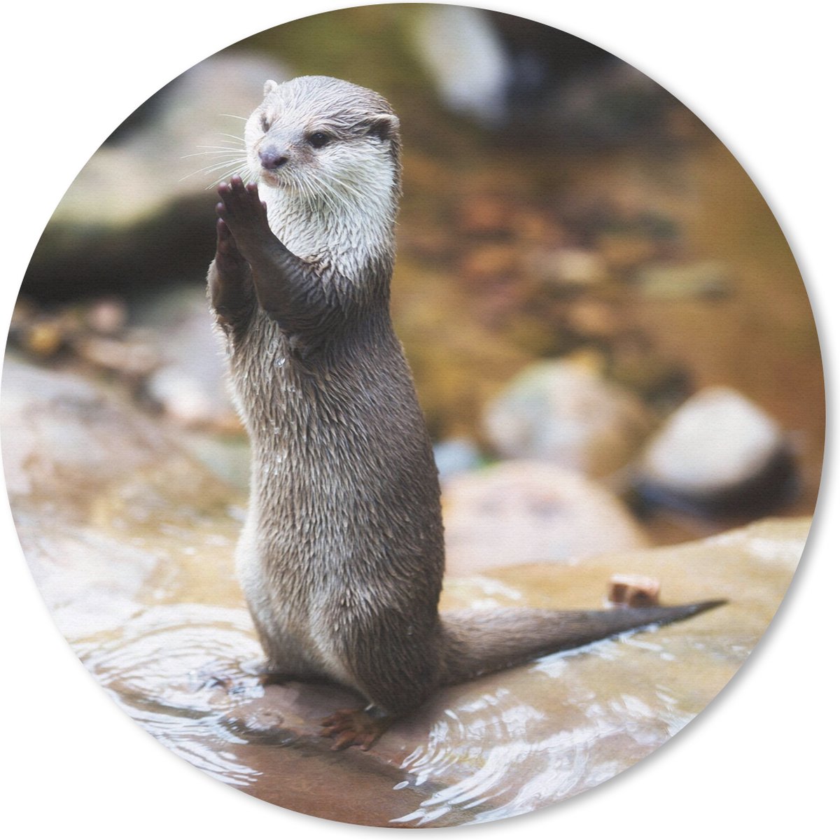 Muismat rond 50x50 cm - Mousepad Otter staat rechtop - Ronde muismatten