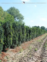 Venijnboom Taxus media Hicksii 60-80 cm in Pot, 10x Haagplant