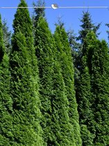 Westerse Levensboom Thuja Smaragd 80-100 cm, 10x Haagplant