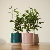 TOODAY Theeplant in pot Eva roze - tijdelijk in prijs verlaagd!