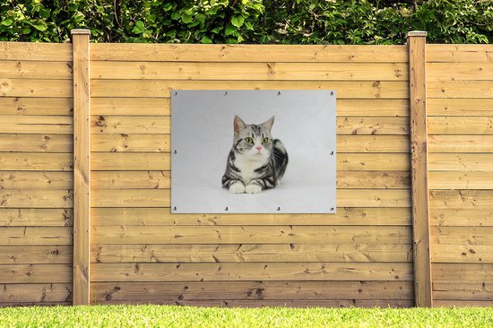 Affiche jardin - Toile jardin - Affiches jardin extérieur - American Shorthair tacheté Argent - Posters de jardin cm - Jardin