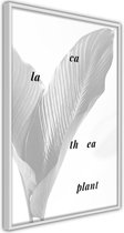 Poster - Calathea Leaves