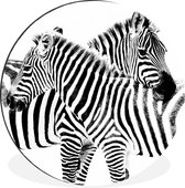 Deux zèbres sur fond blanc Cercle mural aluminium ⌀ 60 cm - impression photo sur cercle mural / cercle vivant / cercle de jardin (décoration murale)