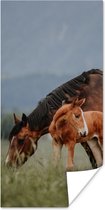 Poster Paarden - Veulen - Natuur - 20x40 cm