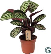 Kamerplant van Botanicly – Marantaceae – Hoogte: 45 cm – Calathea Cora