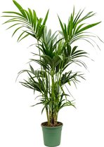 Kamerplant van Botanicly – Kentiapalm – Hoogte: 120 cm – Howea Forsteriana