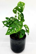 Monstera obliqua Leichtlinii - Monstera Monkeymask -in schitterend pot lanchester stoneware black. 40cms hoog! Prachtige combi in uw interieur. - Luchtzuiverend -