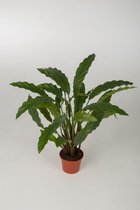 Calathea plant - topkwaliteit plant - plant in pot - kamerplant - 45 cm