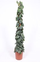 Kamerplant van Botanicly – Scindapsus – Hoogte: 135 cm – Scindapsus Trebie